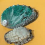 Oreja de mar al natural