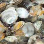 Steamed cockles (natural cockles)